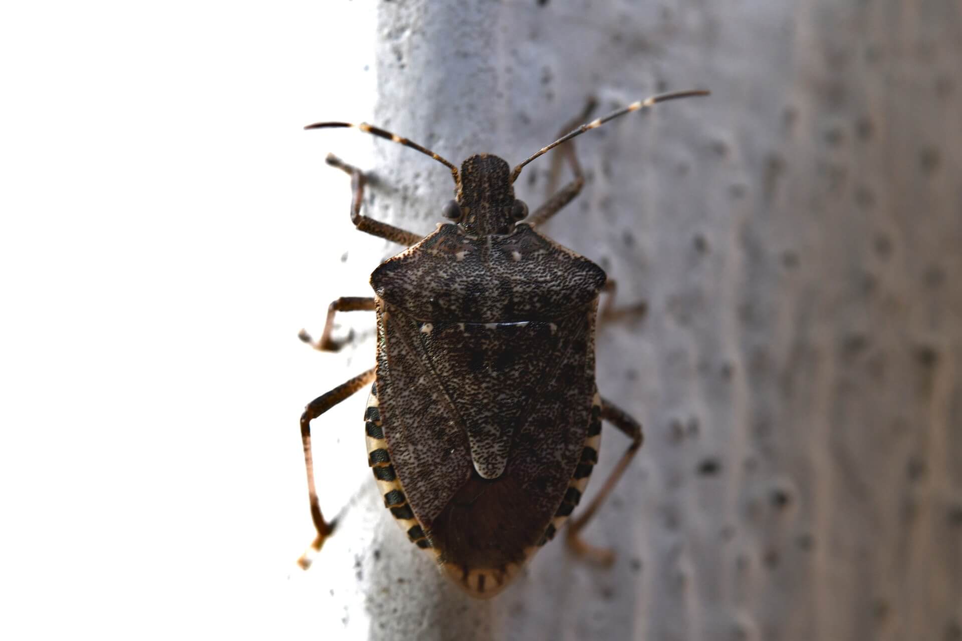 Bed bug icon